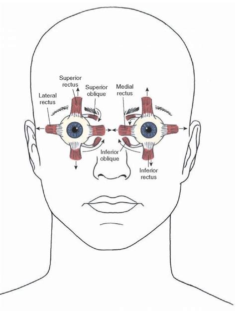 The Cranial Nerves Organization Of The Central Nervous System Part 4