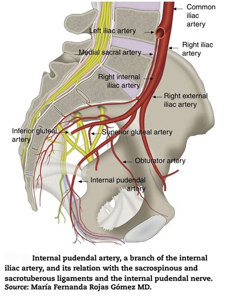 Internal Iliac Artery