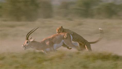 Animal Fight Club | National Geographic