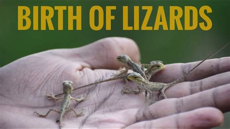 Birth Of Lizards Lizard Giving Birth Lizardbirth Youtube