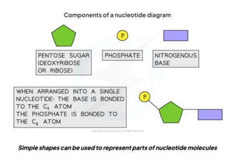 IB Biology HL Nucleic Acids DNA Flashcards Quizlet