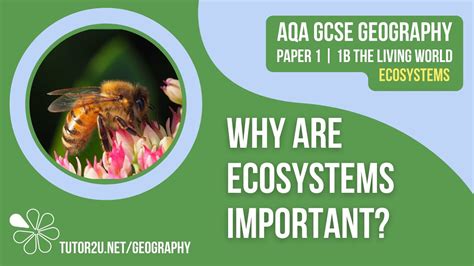 Why Are Ecosystems Important AQA GCSE Geography Ecosystems 2 YouTube