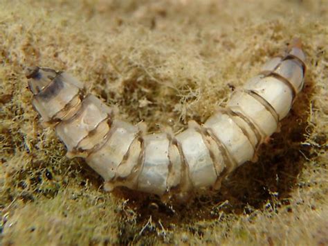 Tabanid Larva Tabanus Bugguidenet