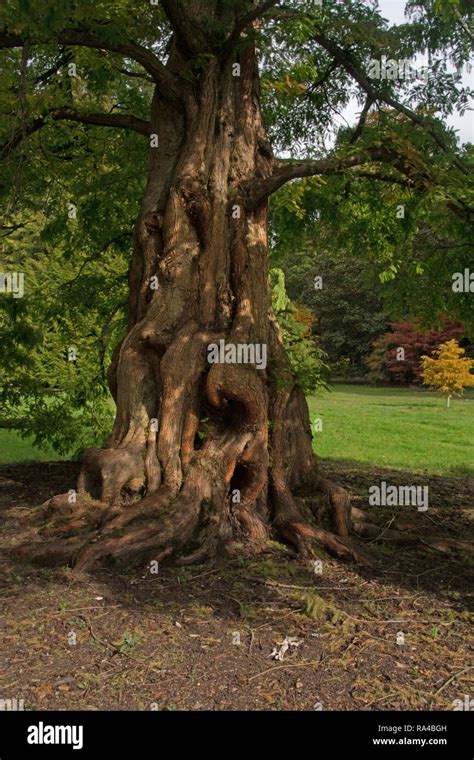 SURREY WISLEY RHS GARDEN DAWN REDWOOD BARK METASEQUOIA