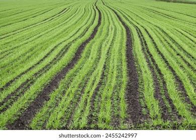 Intercropping Mixed Cropping Photos and Images & Pictures | Shutterstock