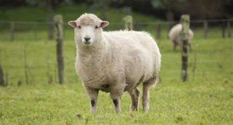 A R Man Caught Having Sex With Sheep On The Run