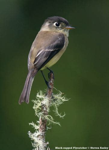 Tyrant flycatcher - Alchetron, The Free Social Encyclopedia