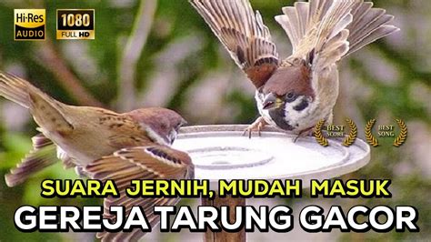 Masteran Suara Gereja Tarung Gacor Speed Rapat Episode 12 YouTube