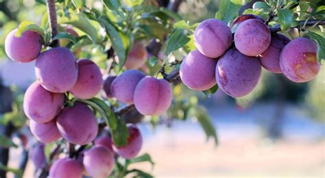 How To Grow Plums Cambridge Garden Services