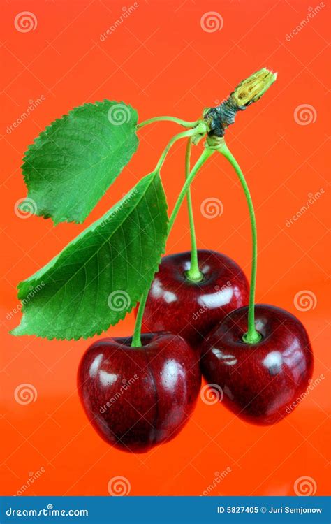 Three Cherries With Leafs Stock Image Image Of Ripe 5827405