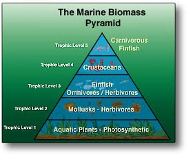 What is meant by trophic levels? + Example