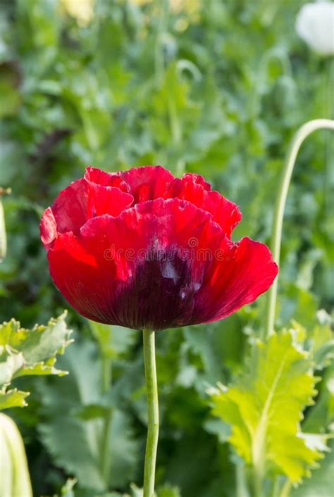 Opium is a Narcotic, Flower Stock Photo - Image of spring, plant: 50556792