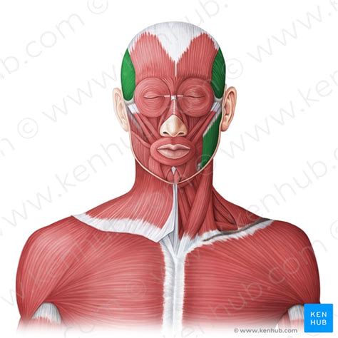 Main Muscles Of The Head And Neck Flashcards Quizlet