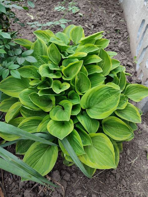 Хоста Голден Тіара. (Hosta Fortunei Golden Tiara) — в Категории ...