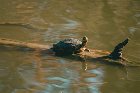 Cool Pet Tortoise And Turtle Names For Your Shelly Best Friend