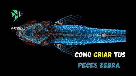 COMO CRIAR PECES CEBRA YouTube