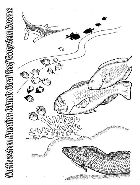 Hawaii Fish Coloring Pages