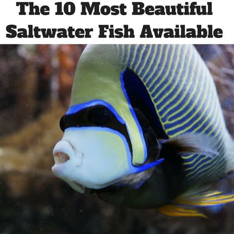 Beautiful Fish - Top 10 Most Beautiful Saltwater Fish Available ...