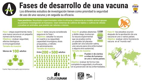 Cuáles son las fases de desarrollo de una vacuna