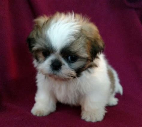 Shih Tzu Puppies For Sale Los Angeles CA 227565