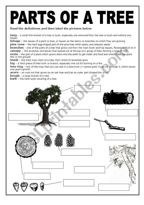 A Black And White Worksheet About The Parts Of A Tree Esl Worksheet