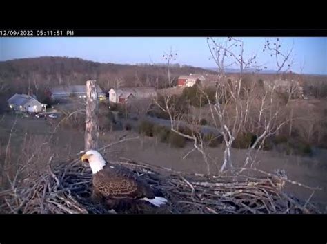 Bella Evening Visit NCTC Bald Eagle Nest December 9 2022 YouTube