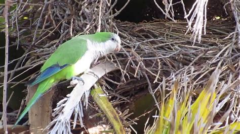 Monk Parakeets Nest Youtube