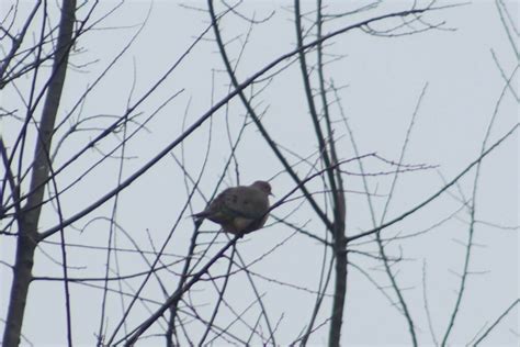 Mourning Dove From Oil City Pa 16301 Usa On February 13 2024 At 02