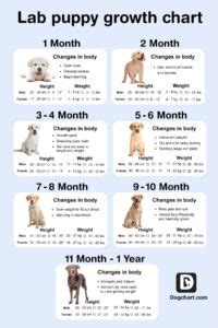 Labrador Puppy Growth Chart - Monthly Growth