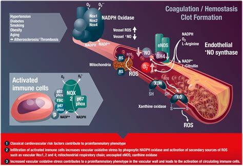 Ijms Free Full Text Exploiting The Pleiotropic Antioxidant Effects