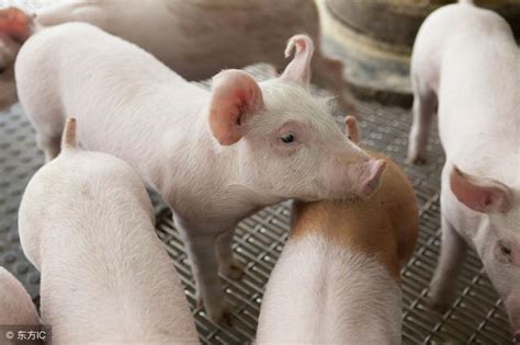 育肥豬飼養管理要點 每日頭條