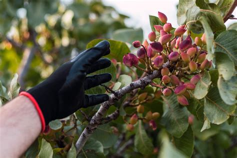 La Cosecha Del Pistacho En Espa A Una Tradici N Milenaria