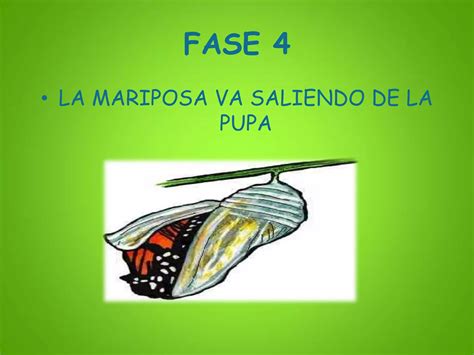 Metamorfosis De Una Mariposa Ppt