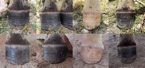 Passion Horse Journal Passion Hoof Hgm Trimming