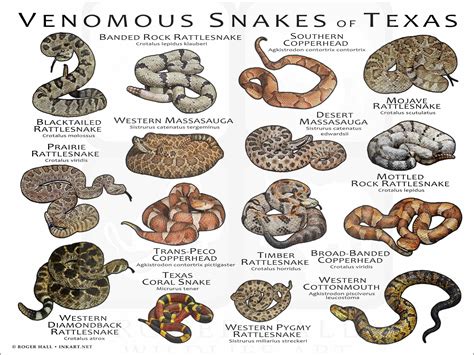 Venomous Snakes of Texas / Field Guide - Etsy Australia