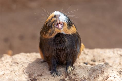 Can Guinea Pigs Eat Celery Small Pet Select Blogs Small Pet Select