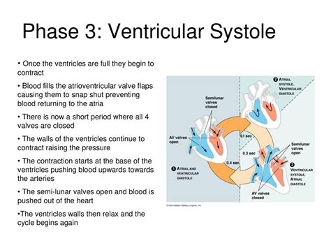 The Cardiac Cycle Describe The Cardiac Cycle With Reference To The