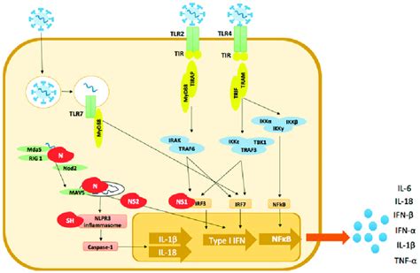 Mechanisms Used By HRSV To Evade Host Innate Immunity TLR Toll Like