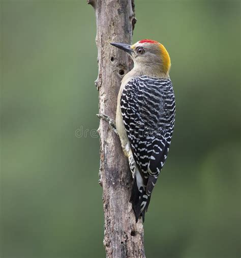 Hoffmann S Woodpecker Melanerpes Hoffmannii Stock Image Image Of