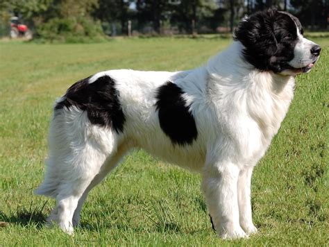 Landseer Newfoundland : History, Temperament, Care, Training, Feeding ...