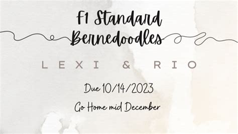 Standard Bernedoodles