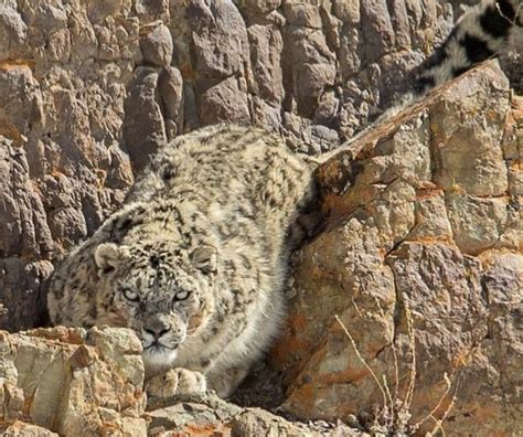 Pin by John Todd on Big Wild Cats | Snow leopard, Wild animals photography, Wild cat breeds