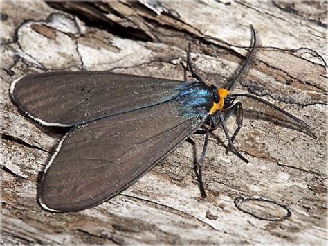 Virginia Ctenucha Ctenucha Virginica Moth Virginia Butterfly