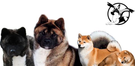 American Akita and Shiba Kennel VDH Breeder FCI Puppies - lofoi-akita ...