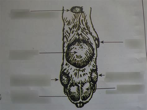 Anatomy of a Dog Foot (Front Pads and Palanges) Diagram | Quizlet