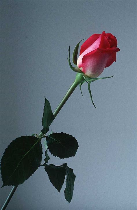 Beautifull Flowers 2011: rose flower