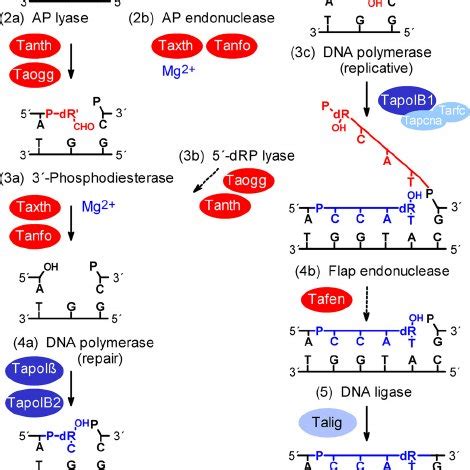 Pdf Uracil Dna Glycosylase Of Thermoplasma Acidophilum Directs Long