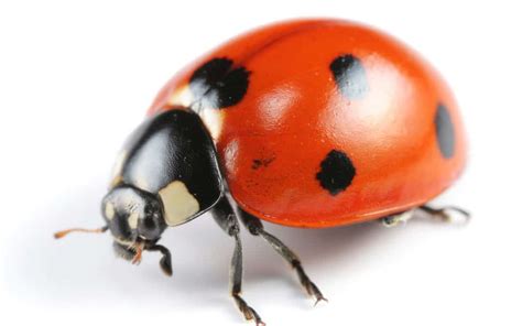 7 Interesting Facts About Lady Bugs Us Pest Protection