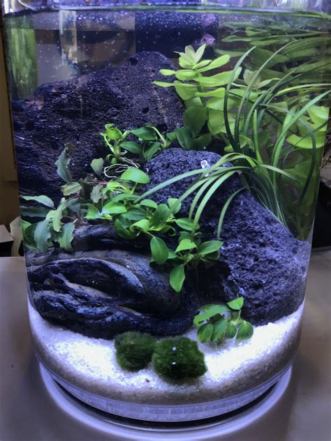 Planted Betta Vase 4 Gallon Betta Peceras