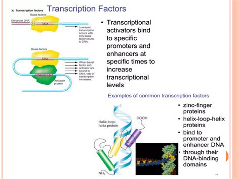 Regulation Of Gene Expression In Eukaryotes Ppt